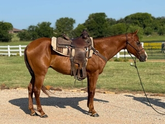 "" Sorrel Gelding Quarter Horse
