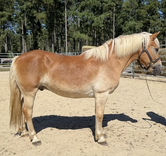 "Haflinger" Sorrel Gelding Haflinger