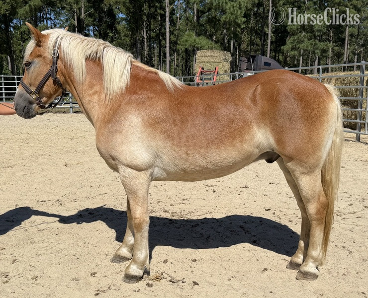 "Haflinger" Sorrel Gelding Haflinger