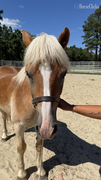 North Carolina "Haflinger" Sorrel Gelding Haflinger