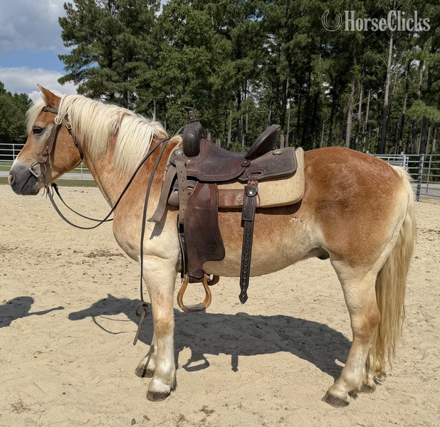 "Haflinger" Sorrel Gelding Haflinger - Haflinger in North Carolina