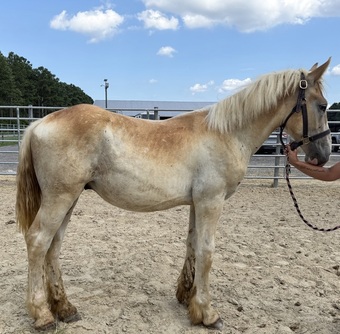 "Colt" Sorrel Colt Belgian