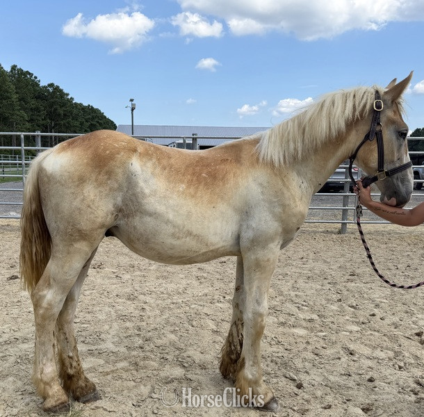 "Colt" Sorrel Colt Belgian in North Carolina