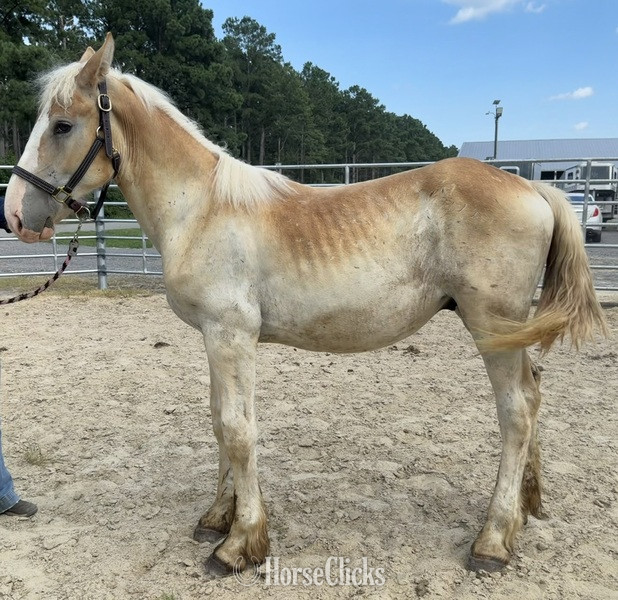 "Colt" Sorrel Colt Belgian