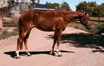 "" Sorrel w flaxen mane and tail Gelding