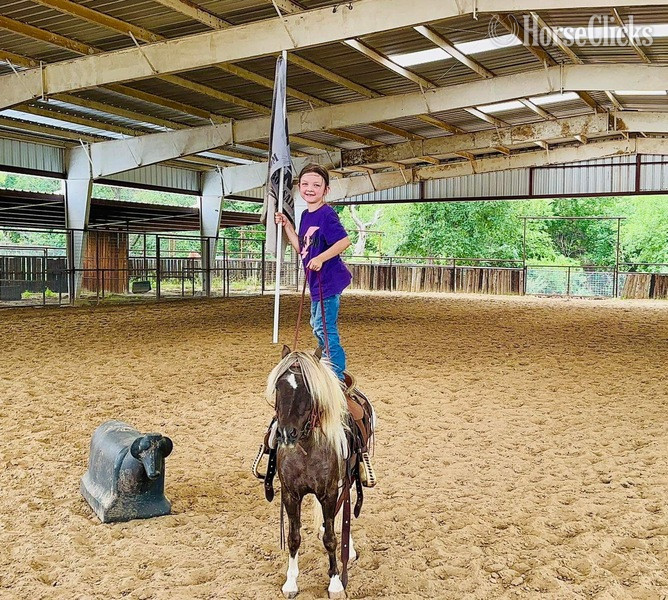 "Raisin" Chocolate Gelding Pony in Texas
