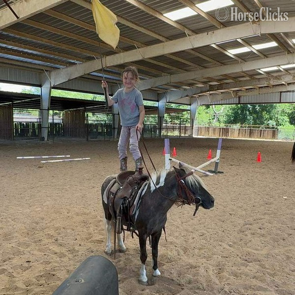 "Raisin" Chocolate Gelding Pony