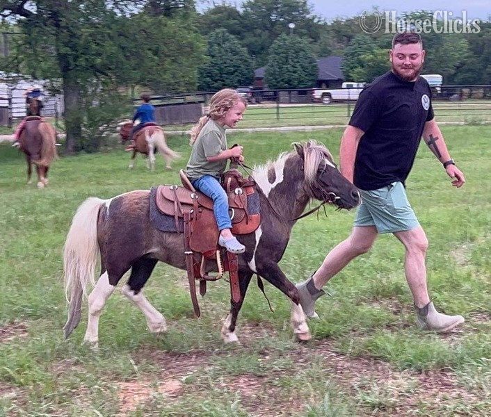Texas "Raisin" Chocolate Gelding Pony