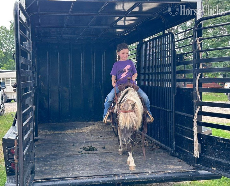 "Raisin" Chocolate Gelding Pony - Pony in Texas