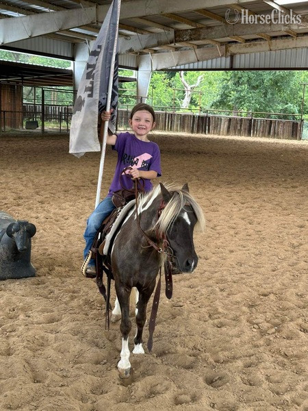 "Raisin" Chocolate Gelding Pony - Pony