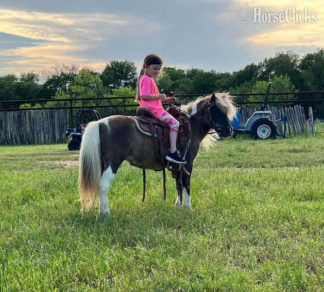 "Raisin" Chocolate Gelding Pony Texas