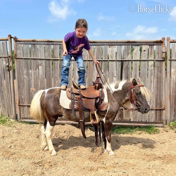 Pony - "Raisin" Chocolate Gelding Pony in Texas