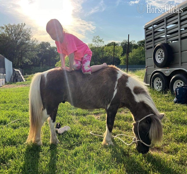 Pony - "Raisin" Chocolate Gelding Pony