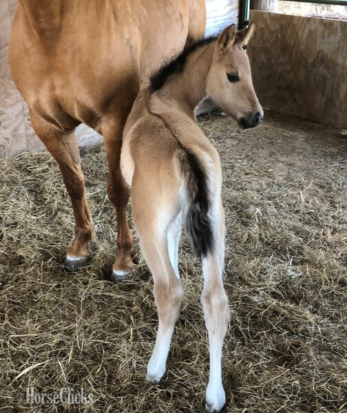 "pending" Dun Colt Quarter Horse in Texas