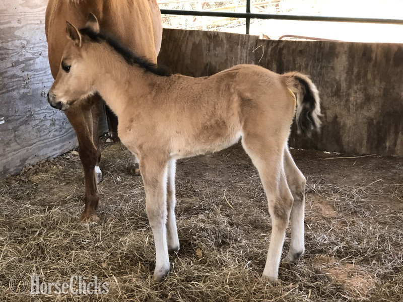 "pending" Dun Colt Quarter Horse