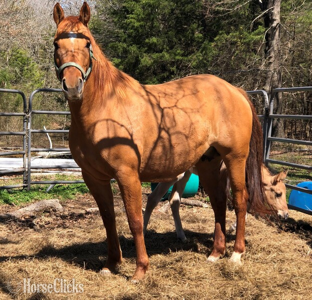 Texas "pending" Dun Colt Quarter Horse