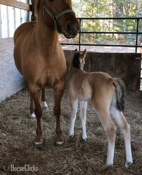 "pending" Dun Colt Quarter Horse - Quarter Horse in Texas