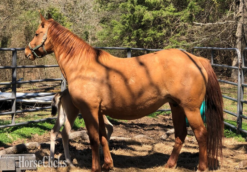 "pending" Dun Colt Quarter Horse - Quarter Horse
