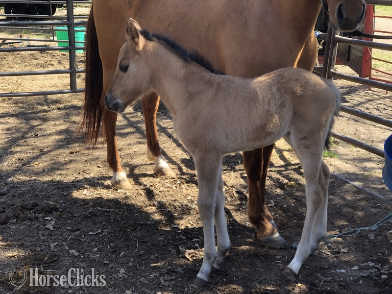 "pending" Dun Colt Quarter Horse Texas