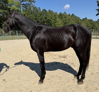 "Black " Black Gelding Morgan