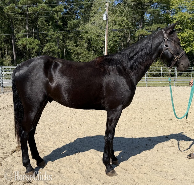 "Black " Black Gelding Morgan