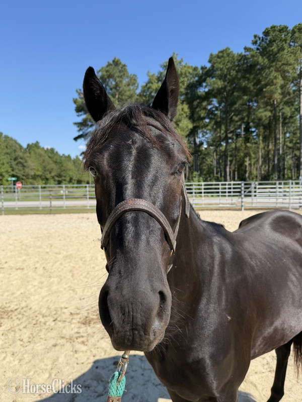 North Carolina "Black " Black Gelding Morgan