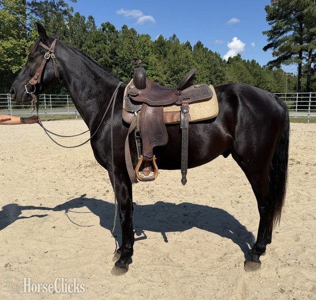 "Black " Black Gelding Morgan - Morgan in North Carolina