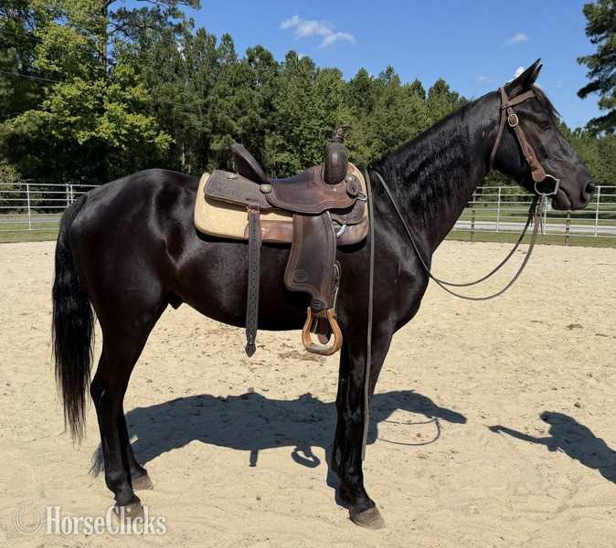 "Black " Black Gelding Morgan - Morgan