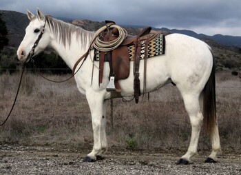 "PURDYFAMOUSTHANG" Grey Gelding Quarter Horse