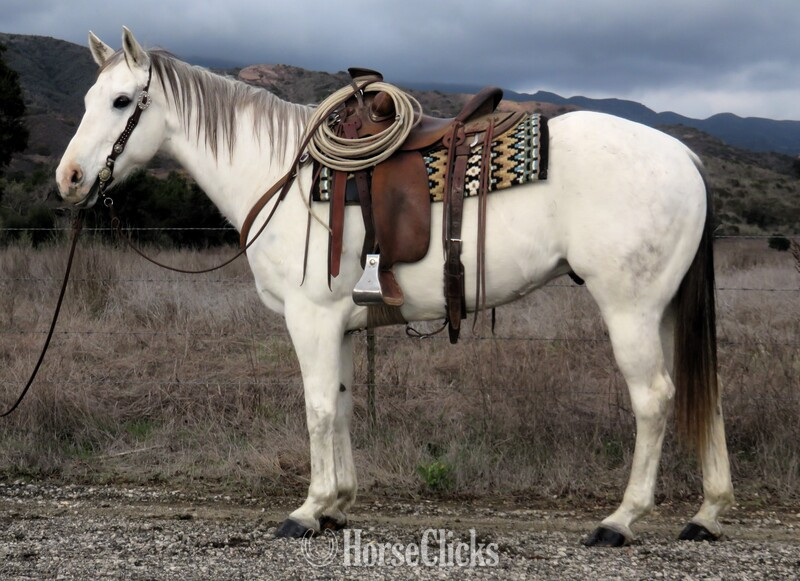 "PURDYFAMOUSTHANG" Grey Gelding Quarter Horse in California