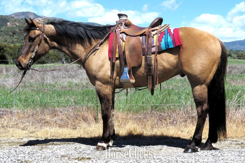 "WOODY MUSIC" Buckskin Gelding Quarter Horse in California