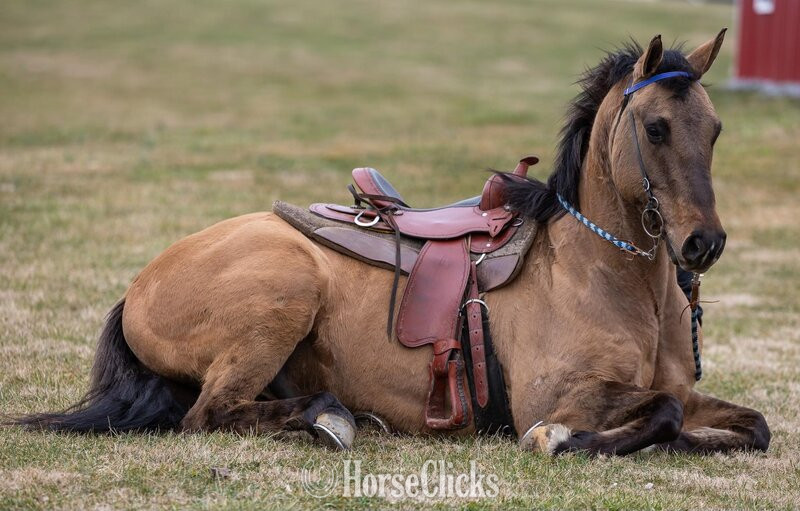"WOODY MUSIC" Buckskin Gelding Quarter Horse