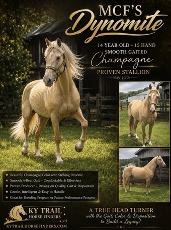 "MCF?S Dynomite " Champagne Stallion Rocky Mountain