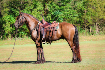 "BRUNO" Brown Gelding Gypsy Vanner