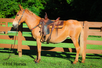 "COW CAMP" Dun Mare Mule