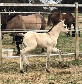 "pending" Buckskin Filly Quarter Horse