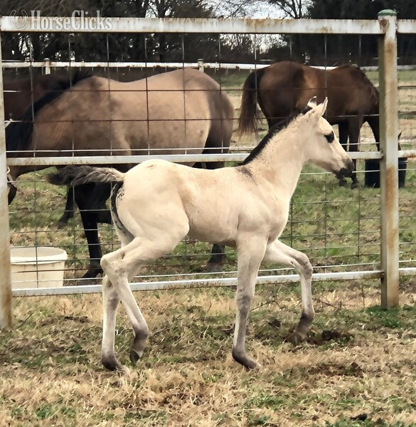 "pending" Buckskin Filly Quarter Horse in Texas