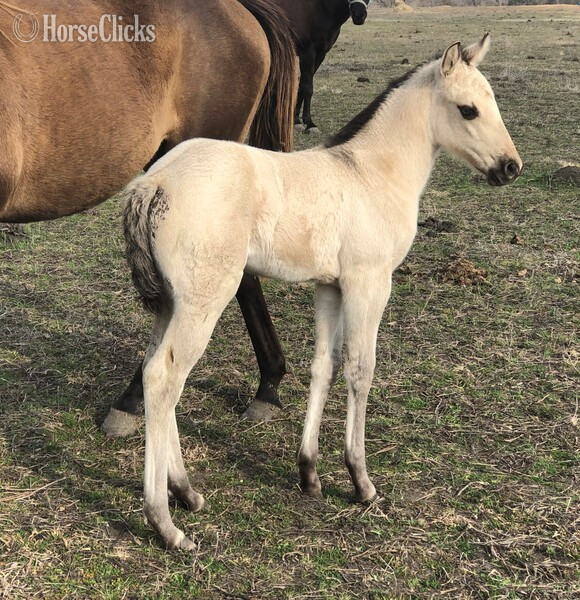 "pending" Buckskin Filly Quarter Horse