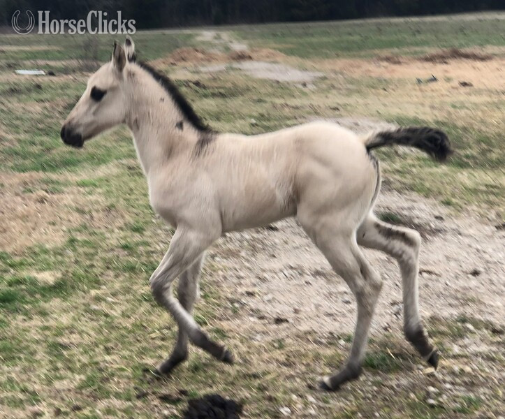 Texas "pending" Buckskin Filly Quarter Horse
