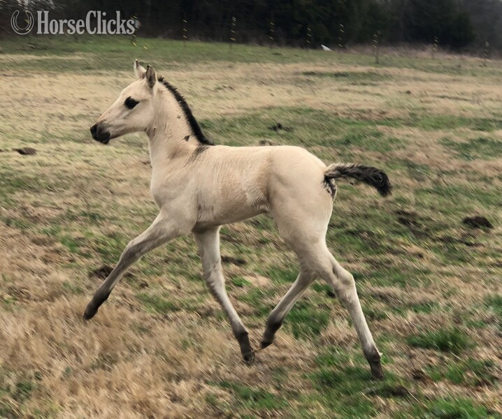 "pending" Buckskin Filly Quarter Horse - Quarter Horse in Texas