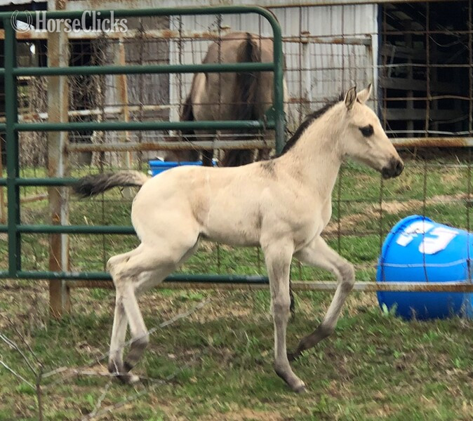 "pending" Buckskin Filly Quarter Horse - Quarter Horse