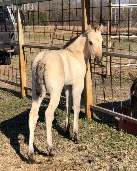 "pending" Buckskin Filly Quarter Horse Texas