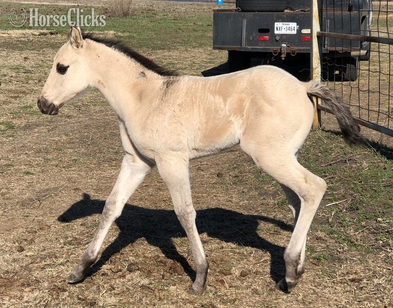 Quarter Horse - "pending" Buckskin Filly Quarter Horse in Texas