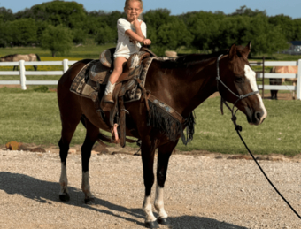 "" Bay Mare Quarter Horse