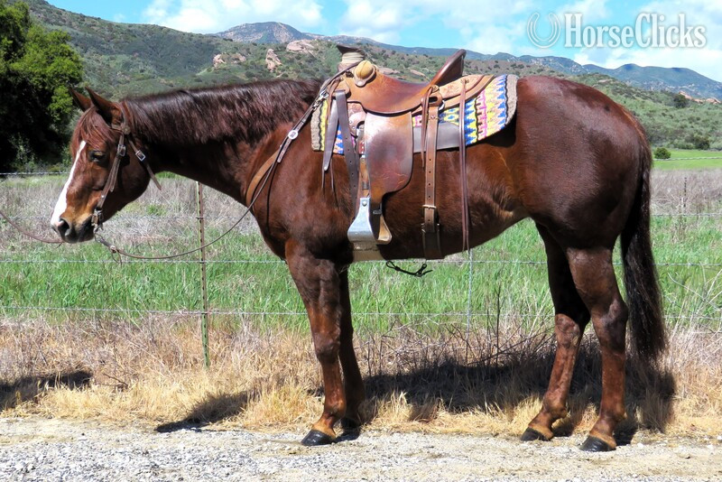 "SUDDENLY WILLY" Chestnut Mare Quarter Horse in California