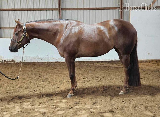 California "SUDDENLY WILLY" Chestnut Mare Quarter Horse