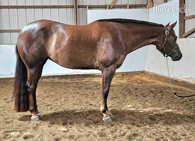 "SUDDENLY WILLY" Chestnut Mare Quarter Horse - Quarter Horse in California