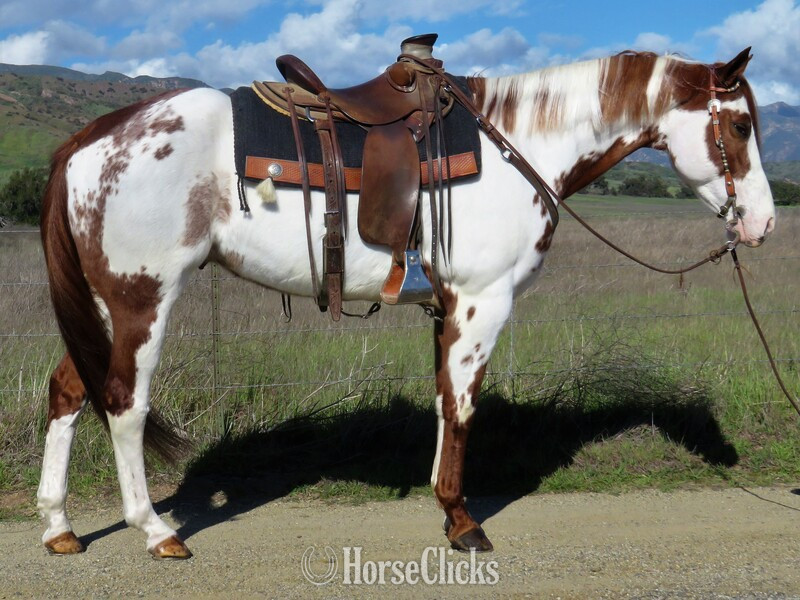 "RR CURIOUS GEORGE" Sorrel Gelding Paint in California