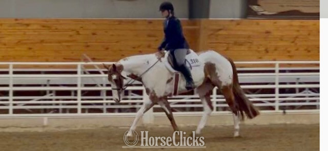 "RR CURIOUS GEORGE" Sorrel Gelding Paint