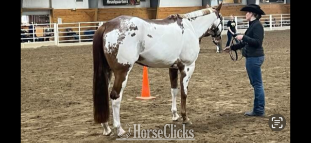 California "RR CURIOUS GEORGE" Sorrel Gelding Paint